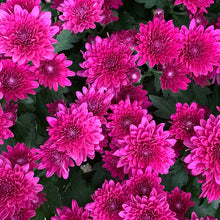 Load image into Gallery viewer, Mums Potted Plants
