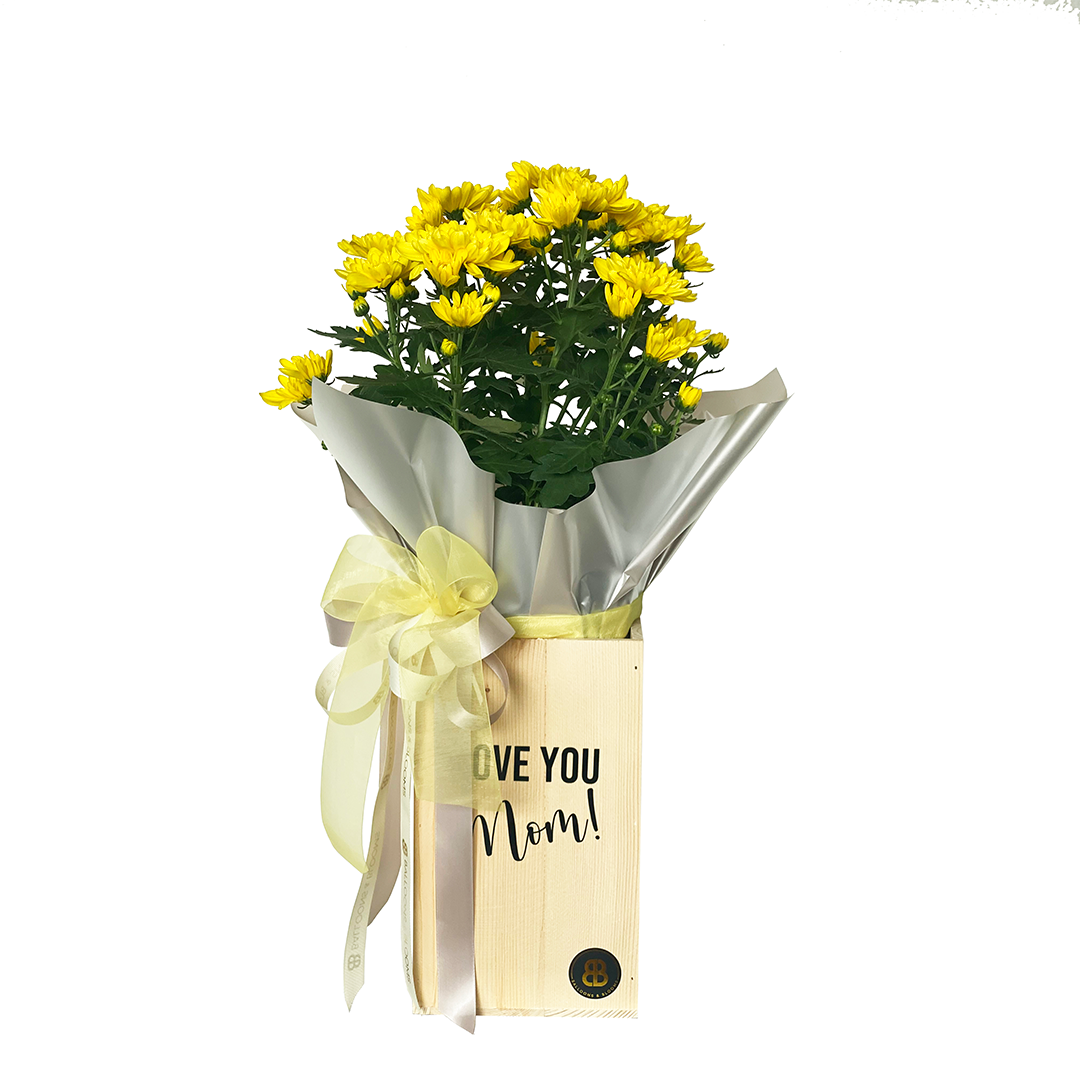 Mums Potted Plants – Balloons & Blooms