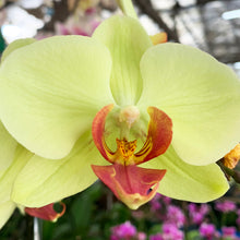 Load image into Gallery viewer, Premium Potted Phalaenopsis