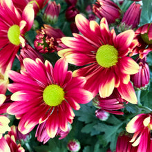 Load image into Gallery viewer, Mums Potted Plants
