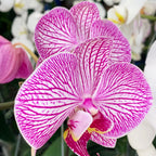 Phalaenopsis Flower Basket | Phalaenopsis Flower | Balloons & Blooms