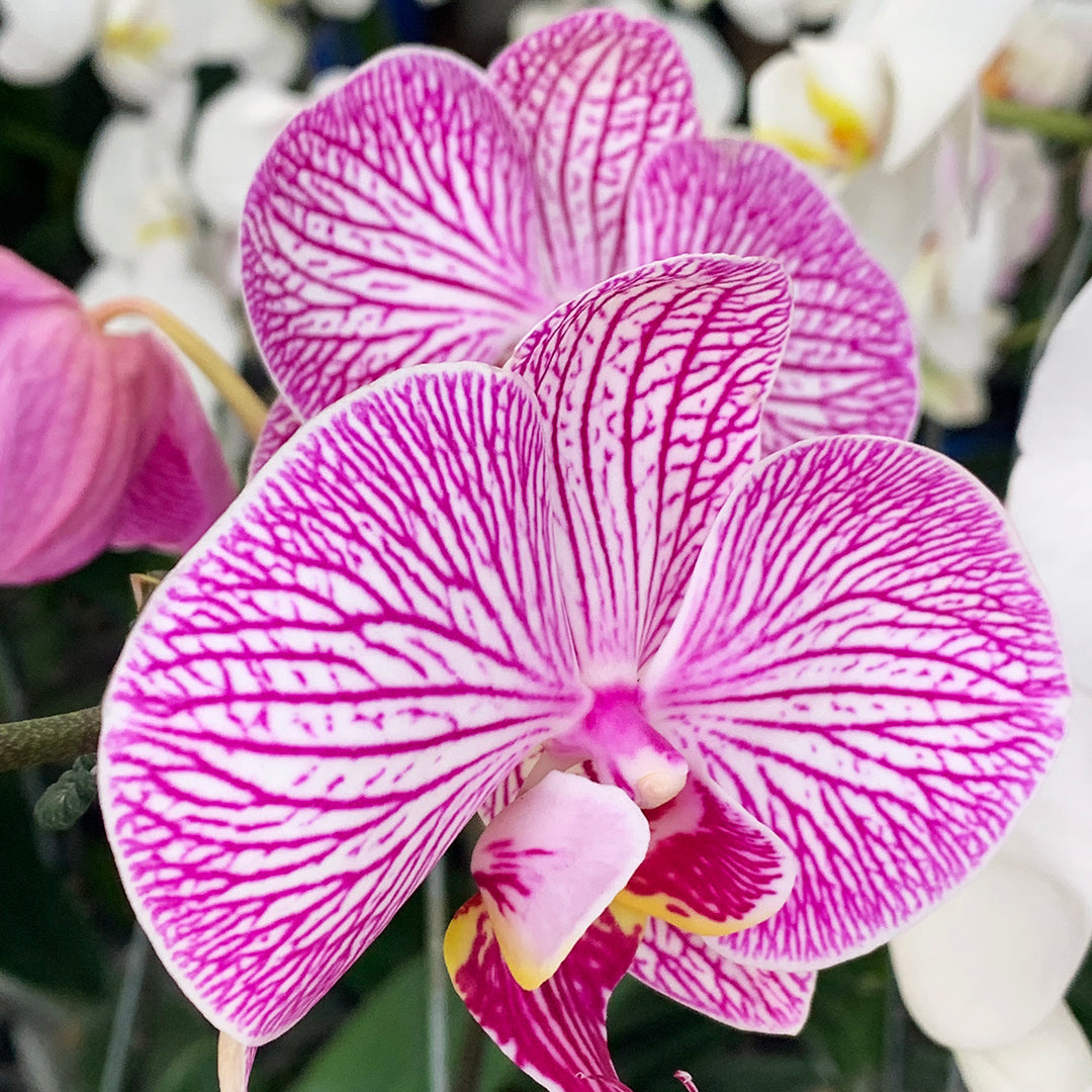 Phalaenopsis Flower Basket | Phalaenopsis Flower | Balloons & Blooms