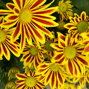 Mums Potted Plants