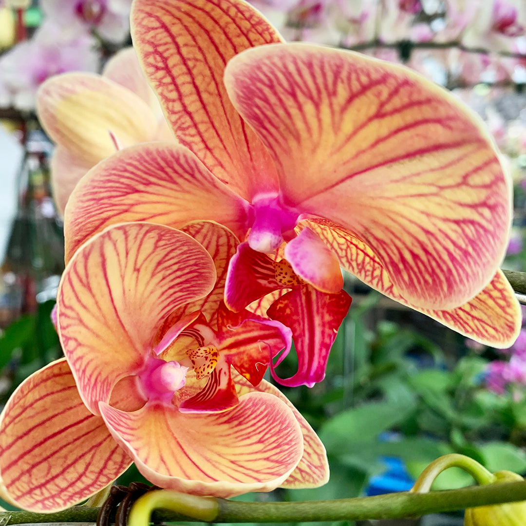 Phalaenopsis Flower Basket | Phalaenopsis Flower | Balloons & Blooms