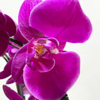 Phalaenopsis Flower Basket | Phalaenopsis Flower | Balloons & Blooms