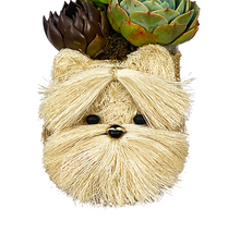 Load image into Gallery viewer, Daniella Flower Succulents | Balloons &amp; Blooms

