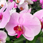 Phalaenopsis Flower Basket | Phalaenopsis Flower | Balloons & Blooms