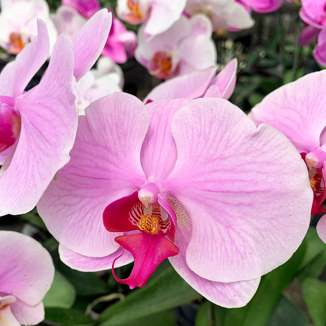 Phalaenopsis Flower Basket | Phalaenopsis Flower | Balloons & Blooms