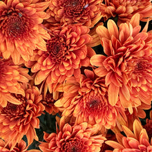 Load image into Gallery viewer, Mums Potted Plants
