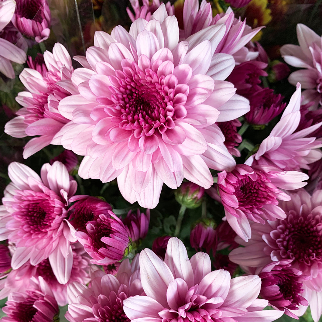 Mums the store flower