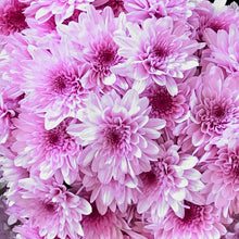 Load image into Gallery viewer, Mums Potted Plants

