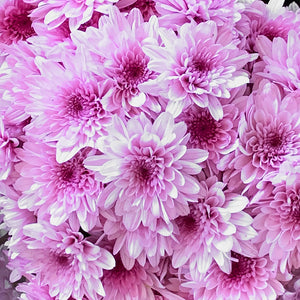 Mums Potted Plants