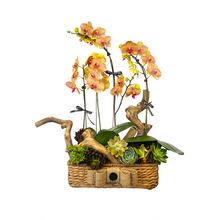 Load image into Gallery viewer, Premium Potted Phalaenopsis
