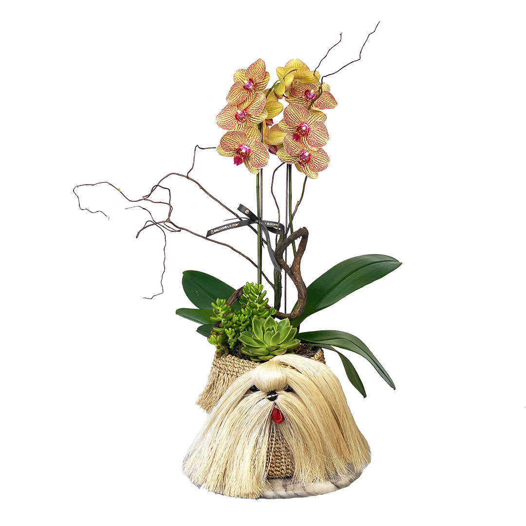 Phalaenopsis Flower Basket | Phalaenopsis Flower | Balloons & Blooms
