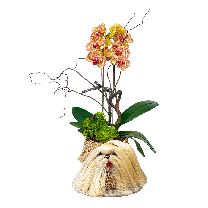 Phalaenopsis Flower Basket | Phalaenopsis Flower | Balloons & Blooms