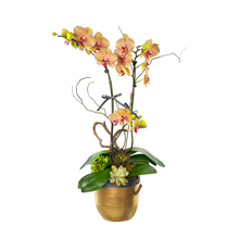 Load image into Gallery viewer, Double Stem Potted Phalaenopsis
