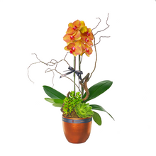 Load image into Gallery viewer, Single Stem Potted Phalaenopsis
