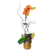 Load image into Gallery viewer, Single Stem Potted Phalaenopsis
