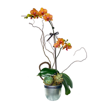 Load image into Gallery viewer, Single Stem Potted Phalaenopsis
