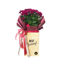 Load image into Gallery viewer, Mums Potted Plants
