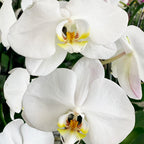 Phalaenopsis Flower Basket | Phalaenopsis Flower | Balloons & Blooms