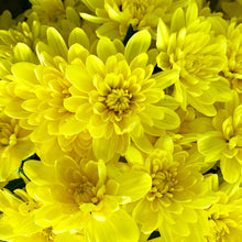 Load image into Gallery viewer, Mums Potted Plants
