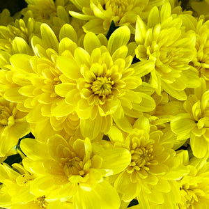 Mums Potted Plants
